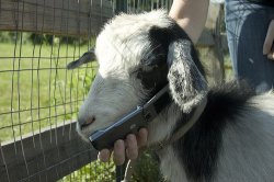 Goat on the phone Meme Template