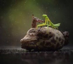 Mantis Pinning Toad Meme Template