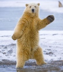 Dancing Bear Meme Template