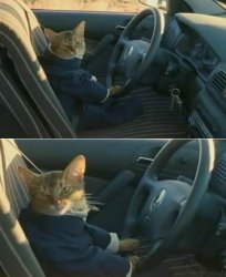 Boat Cat in Car Meme Template