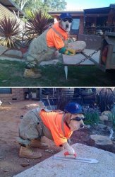 Dog the builder Meme Template