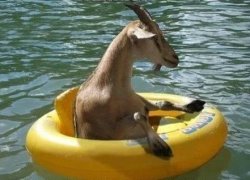 Floating Goat Meme Template