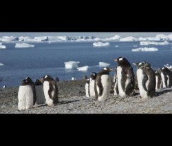 gentoo linux penguin global warming ice melt polar bear compile Meme Template