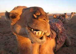 Camel smile Meme Template