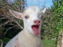 Goat Screams Meme Template