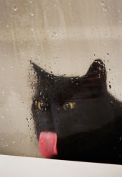 licking pussy Meme Template