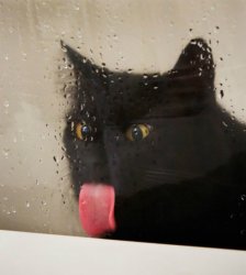 licking pussy Meme Template