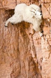 goat rock climbing Meme Template