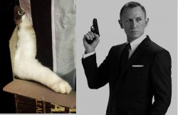 Supervillain Cat Meme Template