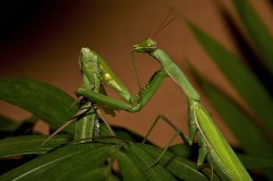 Mantis Cannibal Meme Template