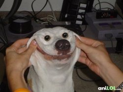 happy dog Meme Template