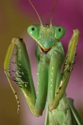 pleading mantis Meme Template