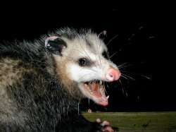 Pervy possum Meme Template