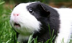 Gullible Guinea Pig Meme Template