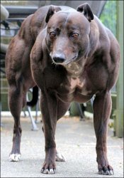 Muscle Dog Front Meme Template