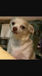 Meme Perro molesto Meme Template