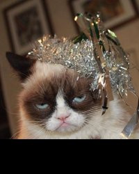 Grumpy Party Cat Meme Template