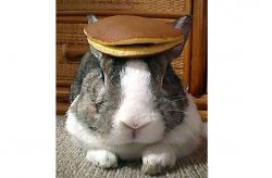 Pancake bunny Meme Template