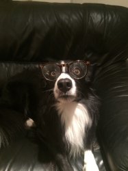 Harry Potter as a dog Meme Template