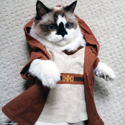 Obi Wan Cat Meme Template