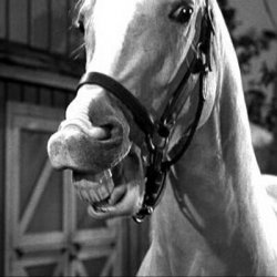 Mr. Ed Meme Template