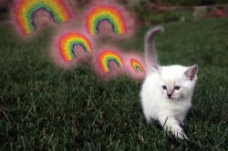 kitten farting rainbows Meme Template