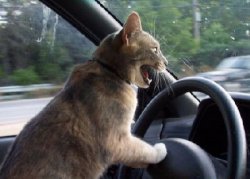 cat driving car Meme Template