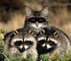 stealth Meme Template