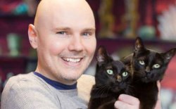 corgan cats Meme Template