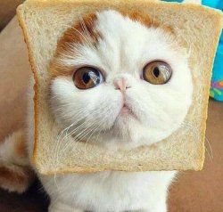 Bread Cat Meme Template