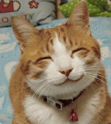 Happy Cat Smiling Meme Template