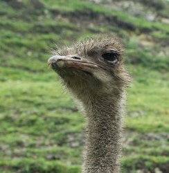 Homocidal Ostrich Meme Template