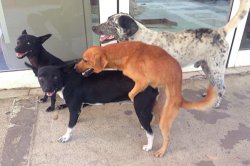 Doggy Sex Meme Template