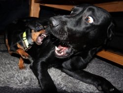 Black lab Meme Template