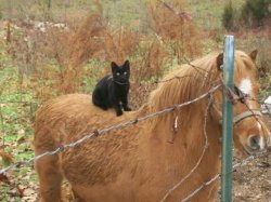 black cat on horse barbed wire fence Meme Template
