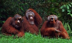 laughing orangutans Meme Template