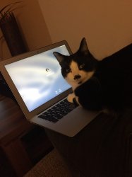 Cat forgot password Meme Template