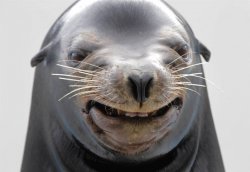 happy seal Meme Template