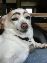 Eyebrow dog Meme Template