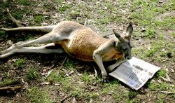 Reading Kangaroo Meme Template