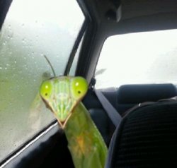 Introspective Mantis Meme Template