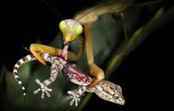 Mantis Eating Lizard Meme Template