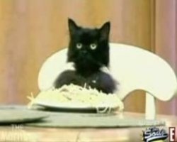 spaghetti cat Meme Template