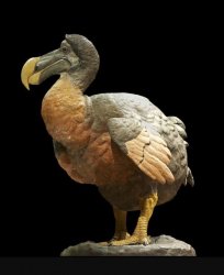 #DodoBird Meme Template