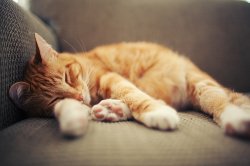 sleeping orange cat Meme Template