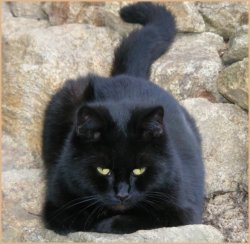 Fat black cat Meme Template