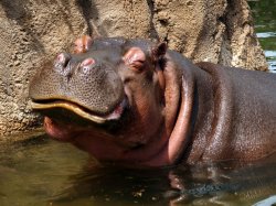 Hippo happy Meme Template