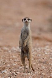 Meerkat Meme Template