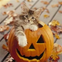 Halloween Cat Meme Template