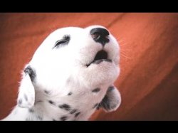 Dalmation Puppy Meme Template